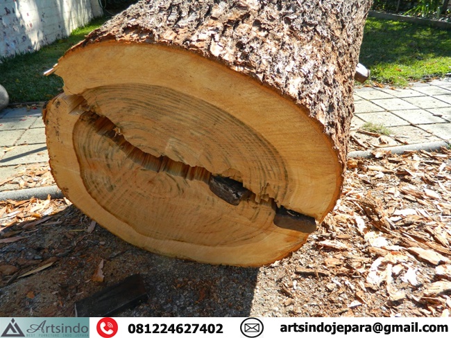Kayu Kamper Samarinda Glondong