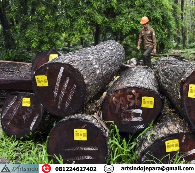 Kayu Mahogany Perhutani Glondong